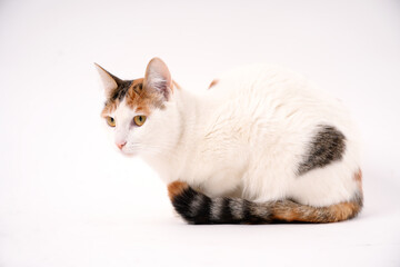 Calico cat in hunting position looking right