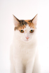 Calico cat sitting, looking down with a gentle expression