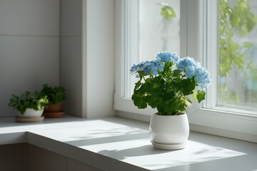 Fototapeta premium Vibrant blue hydrangea in white pot on sunlit window sill