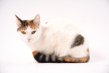 Calico cat with white fur posing on white background