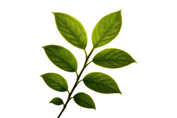 Fototapeta premium Green leaves growing on a branch presenting concepts of new life and environmental care on a transparent background