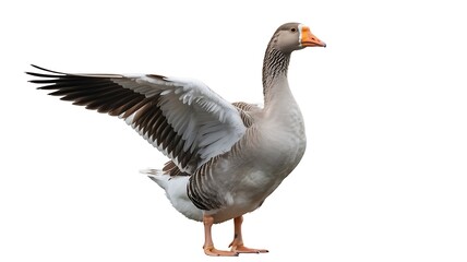 Grey and white goose with outstretched wings on white background