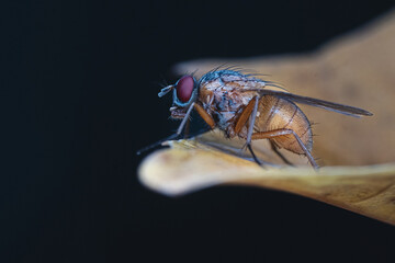 Close Up Macro Shot Of A Brown Fly With Red Eyes Resting On A Leaf