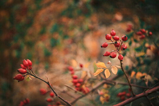 Rosehips in autumn colors. A vibrant close-up featuring red rosehips against a warm, blurred background. Ideal for seasonal designs and nature-themed projects. - Powered by Adobe
