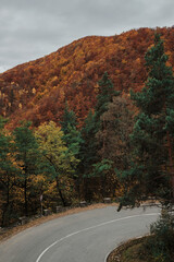 Scenic autumn road winding through a forest with vibrant foliage. Beautiful landscape with colorful trees and a curving asphalt road under an overcast sky. Perfect for travel or nature.