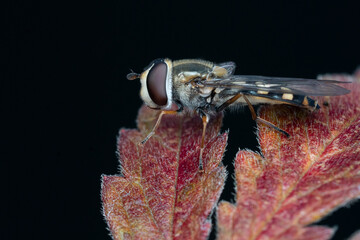 Hoverfly On A Red Autumn Leaf With Dark Background