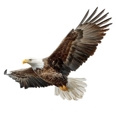 Fototapeta premium Png of bald eagle in flight with wings spread, isolated on transparent background, soaring through the air gracefully