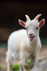 Obraz premium Playful young goat sticking out its tongue.