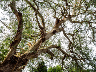old trunk of tree of Batumi seaside boulevard