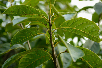 Ehretia acuminata var obovata, a deciduous tall tree species of the Boraginaceae family, growing up to 15 meters, blooming with white flowers in summer and bearing brown fruits in autumn. 