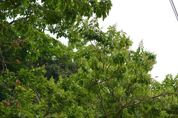 Fototapeta premium Ehretia acuminata var obovata, a deciduous tall tree species of the Boraginaceae family, growing up to 15 meters, blooming with white flowers in summer and bearing brown fruits in autumn. 