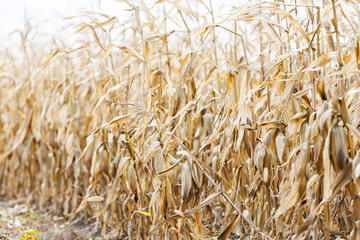 Ripe cornfield before harvest under cloudy autumn sky. Autumn landscape with mature corn ready for harvesting.