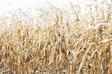 Cornfield in late autumn. Wide view of dry cornfield after ripening, representing rural landscape, seasonal farming and harvest cycle.