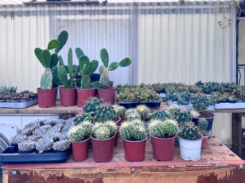 A variety of cacti and succulents, including golden barrel cacti and prickly pear cacti, displayed in red and white pots on a wooden table in a nursery or greenhouse.