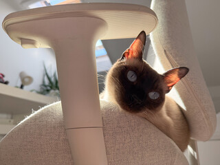 Siamese cat lying on chair near window. Calm domestic pet, relaxation, and warmth in soft afternoon...