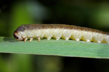 Pachyprotasis antennata is a Palearctic species of sawfly. A caterpillar-like larva eating cereal leaves.