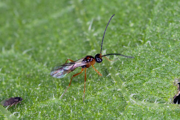 Tiny insect of Aphidiinae subfamily. Parasitoid wasp that use aphids as their hosts. Biological pest control.