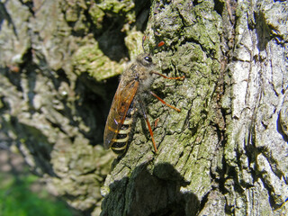 Sawfly, Pseudoclavellaria amerinae, (Cimbex sp.) sits on bark of an old willow tree. Larvae eat leaves, a pest of the forest.