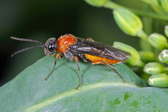 Dolerus germanicus, Dark-winged Weeper female on winter rapeseed cultivation. Farmland.