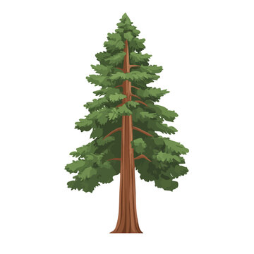 Sequoia Tree illustrated in a clean 2D flat vector style, minimal and modern, isolated on a white background.