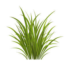 Flat 2D vector illustration of Vetiver, simple icon style on a clean white background.