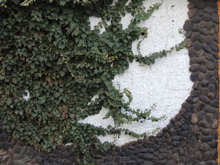 A creeping vine with carved dark green leaves crawls up a textured white building wall trimmed with round brown stones, a background photo of a mix of nature and building exterior