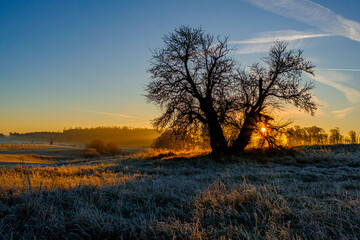Baum im Gegenlicht Sonnenaufgang mit Lichtstimmung