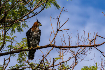 Ornate Hawk-Eagle (Spizaetus ornatus) perched on a tree branch against a blue sky.