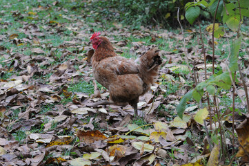 A free-range chicken runs in the garden against a backdrop of autumn leaves.