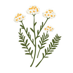 Flat 2D vector illustration of Yarrow, simple icon style on a clean white background.