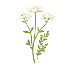 Minimal 2D vector illustration of Yarrow in flat icon style on a plain white background.
