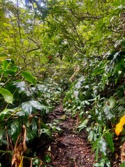 Salazie, La Réunion