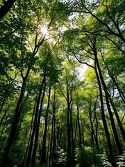 Obraz premium Dense forest canopy filters dappled sunlight, creating a serene woodland atmosphere, serene, nature