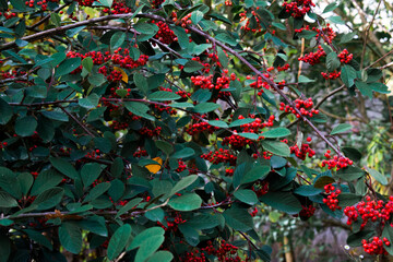A close-up of red berries on dark green foliage. Soft daylight highlights the vivid color contrast, creating a fresh and natural autumn composition.