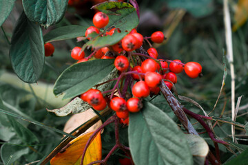 A close-up of red berries on dark green foliage. Soft daylight highlights the vivid color contrast, creating a fresh and natural autumn composition.