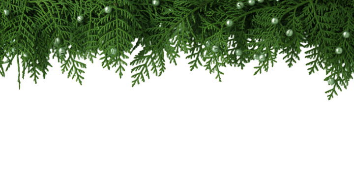 Christmas tree branches with soft white lights on black background