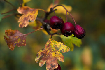A close-up of dark red hawthorn berries surrounded by yellow autumn leaves. Soft bokeh and warm fall tones highlight the contrast between ripe fruit and fading foliage.
