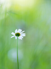 Margarita, small details of nature. Cantabria. Spain. Europe