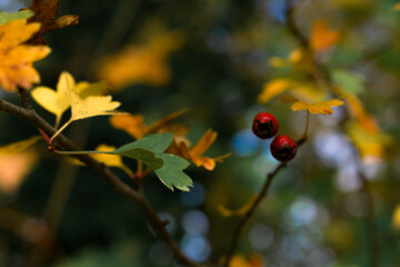 A close-up of dark red hawthorn berries surrounded by yellow autumn leaves. Soft bokeh and warm fall tones highlight the contrast between ripe fruit and fading foliage.