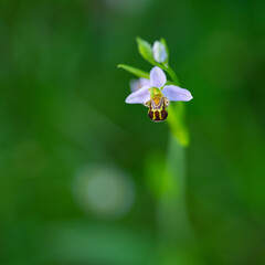 Fototapeta premium Orchid, small details of nature. Cantabria. Spain. Europe