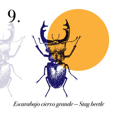 Hand-Drawn Insects and Spiders Art Set with Minimal Circle Background. Insectos.