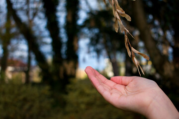 A close-up of two unripe pink pomegranates hanging on thorny branches, surrounded by golden autumn leaves. Soft bokeh highlights their gentle color and warm seasonal mood.