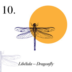 Hand-Drawn Insects and Spiders Art Set with Minimal Circle Background. Insectos.