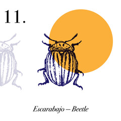 Hand-Drawn Insects and Spiders Art Set with Minimal Circle Background. Insectos.