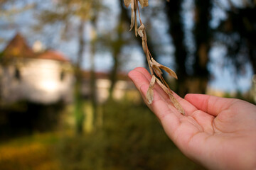 A close-up of dry maple samaras hanging from branches against a bright, soft sky. Warm brown tones and gentle light highlight their delicate texture and late-autumn mood.