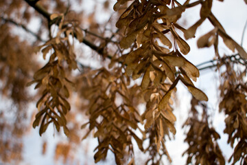 A close-up of dry maple samaras hanging from branches against a bright, soft sky. Warm brown tones and gentle light highlight their delicate texture and late-autumn mood.