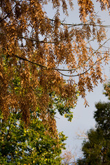 A close-up of dry maple samaras hanging from branches against a bright, soft sky. Warm brown tones and gentle light highlight their delicate texture and late-autumn mood.