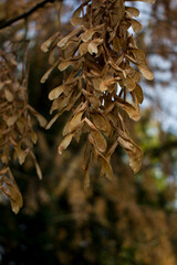 A close-up of dry maple samaras hanging from branches against a bright, soft sky. Warm brown tones and gentle light highlight their delicate texture and late-autumn mood.
