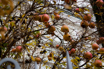 A close-up of two unripe pink pomegranates hanging on thorny branches, surrounded by golden autumn leaves. Soft bokeh highlights their gentle color and warm seasonal mood.
