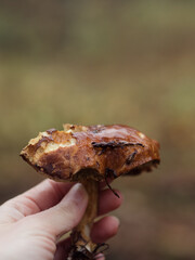 Female Hand Holding Bolete Mushroom with Vivid Bokeh Background, Vertical Extreme Close Up